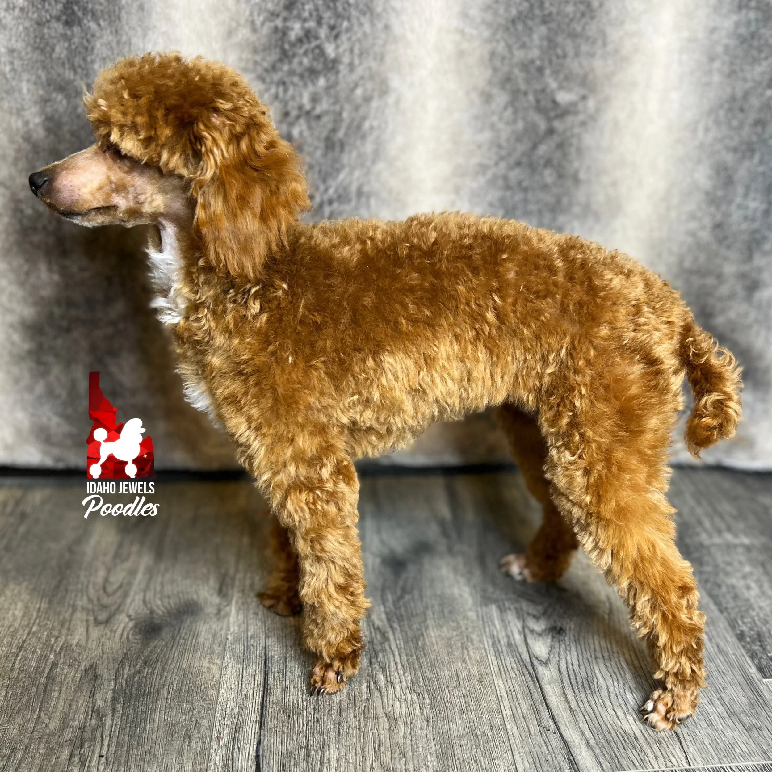 Red online abstract poodle